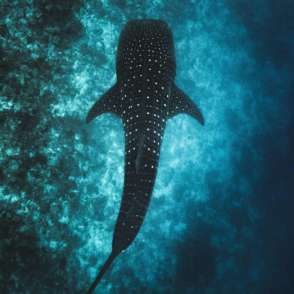 Music Camp Choir, 2018 Music Camp Choir, 2018